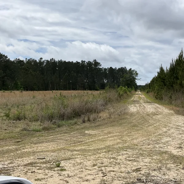 Rowesville Tree Farm — photo 5
