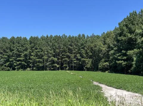 Smith Farm — Hampton, South Carolina