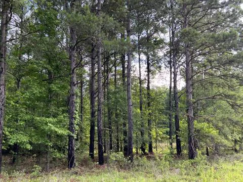 Sprayfield Road Tract — Hampton, South Carolina