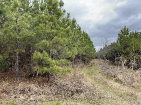 Laffitte Tract — Estill, South Carolina