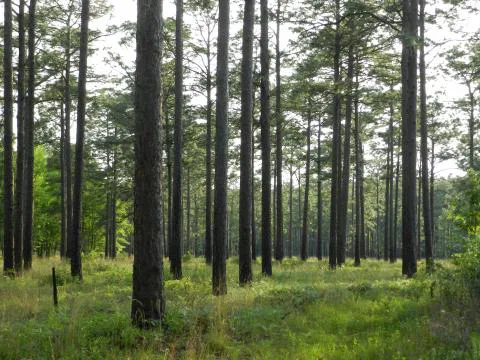 Swan Hill Plantation — Hampton, South Carolina