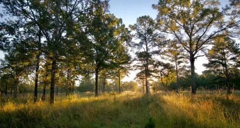 Twickenham Plantation – Parcels 3, 4, and 5 — Beaufort, South Carolina